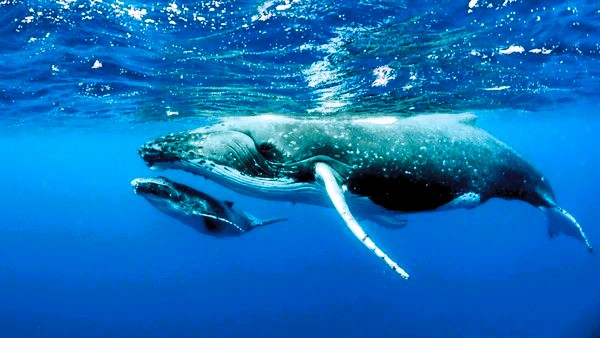 La protection des Océans